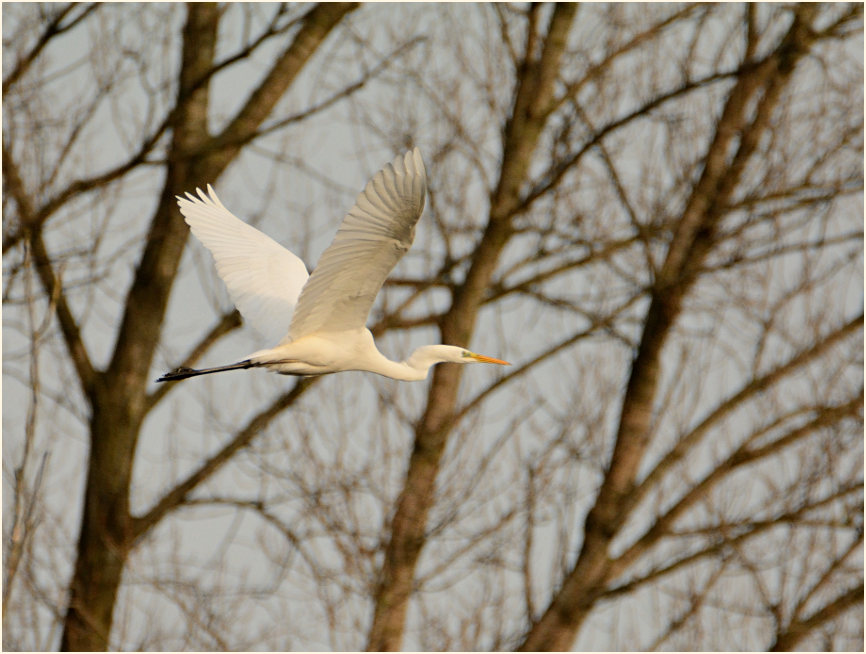 Silberreiher, Urdenbacher Kämpe Düsseldorf