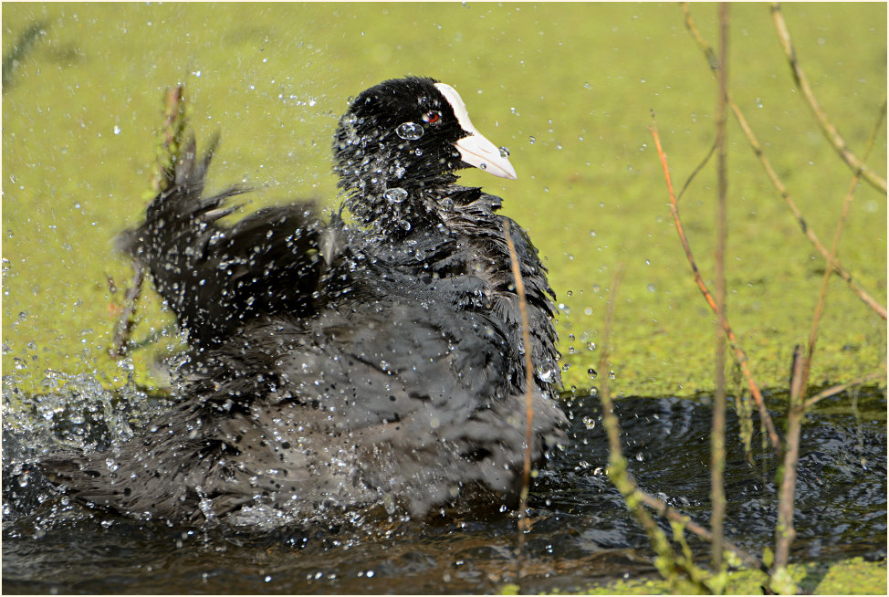 Bläßhuhn, Urdenbacher Kämpe Düsseldorf