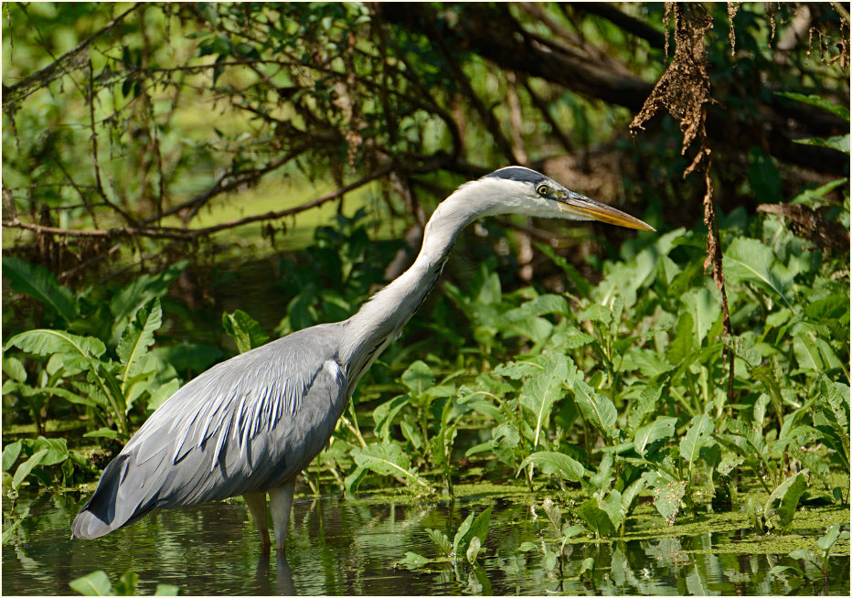 Graureiher, Urdenbacher Kämpe Düsseldorf