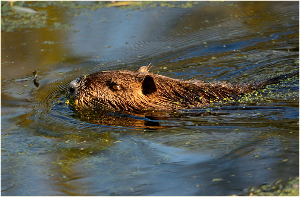 Nutria, Urdenbacher Kämpe Düsseldorf
