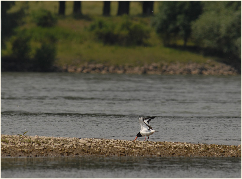 Austernfischer in der Urdenbacher Kämpe Düsseldorf