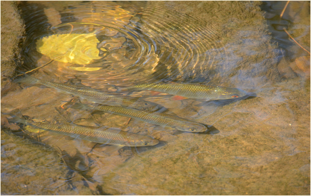 Fische, Urdenbacher Kämpe Düsseldorf