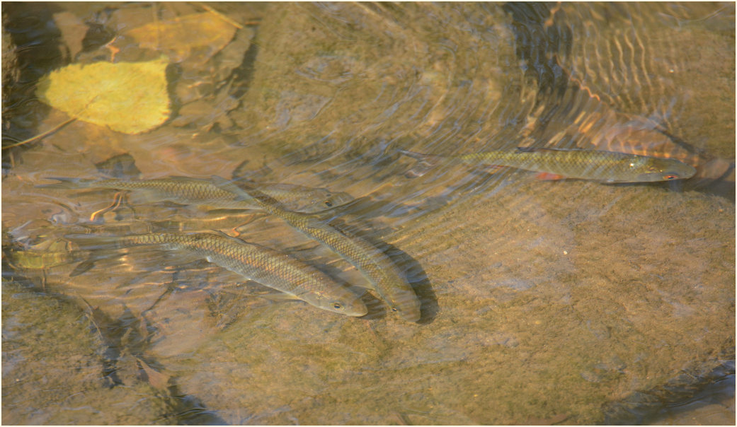 Fische, Urdenbacher Kämpe Düsseldorf