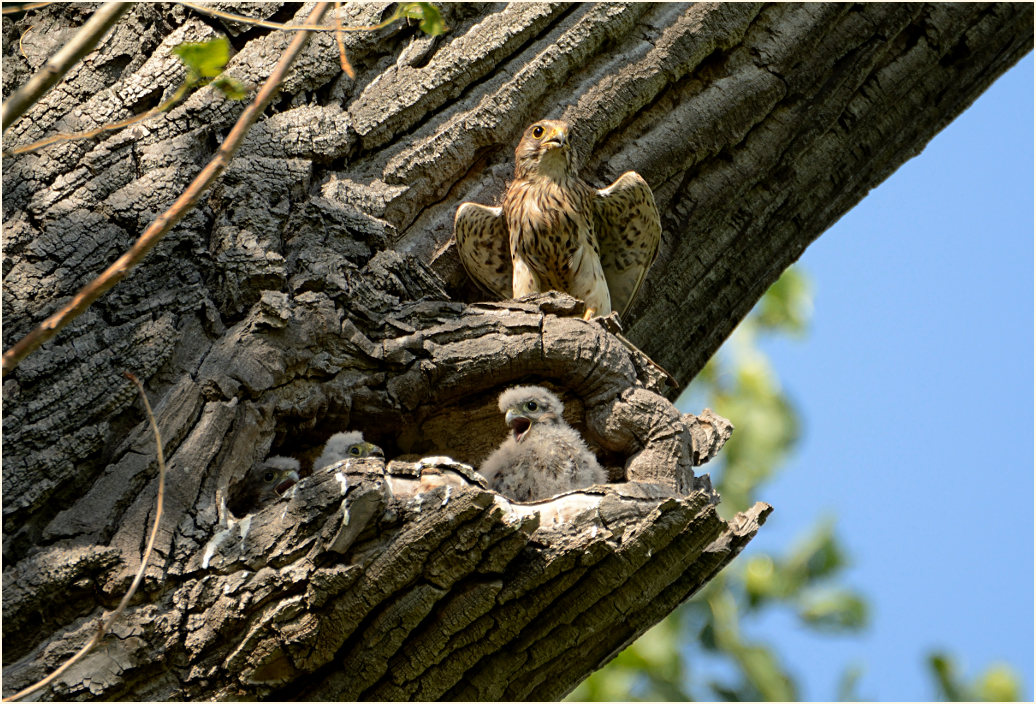 Turmfalkenbrut in Baumhöhle, Urdenbacher Kämpe Düsseldorf