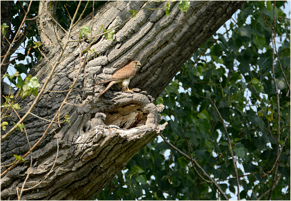 Turmfalkenbrut in Baumhöhle, Urdenbacher Kämpe Düsseldorf