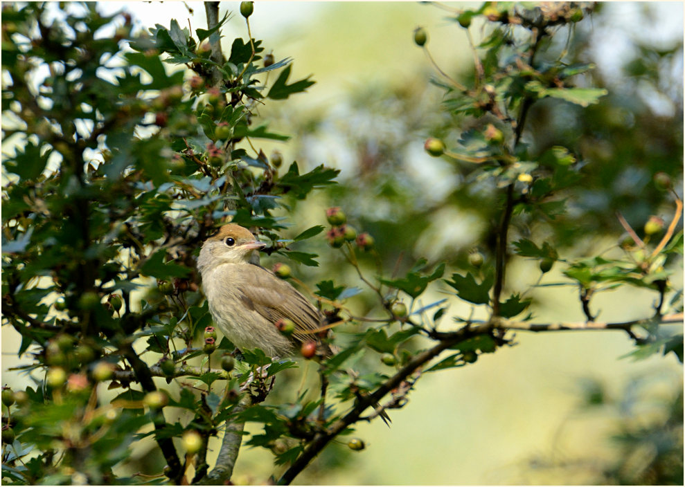 Junge Mönchsgrasmücke, Urdenbacher Kämpe Düsseldorf