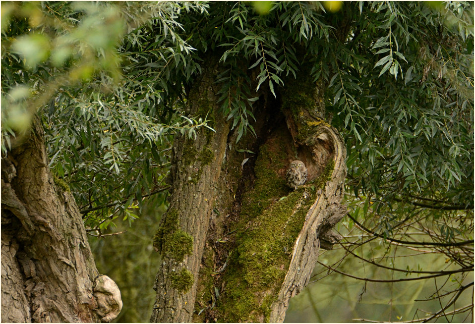 Steinkauz in alter Kopfweide, Urdenbacher Kämpe Düsseldorf