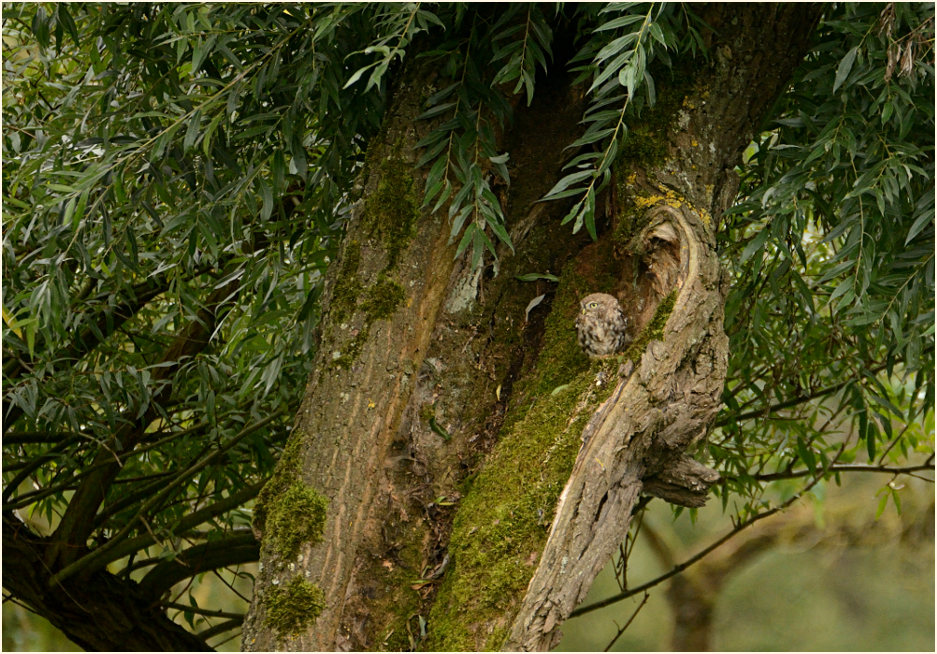 Steinkauz in alter Kopfweide, Urdenbacher Kämpe Düsseldorf