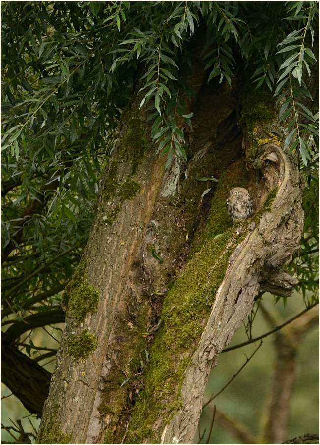 Steinkauz in alter Kopfweide, Urdenbacher Kämpe Düsseldorf