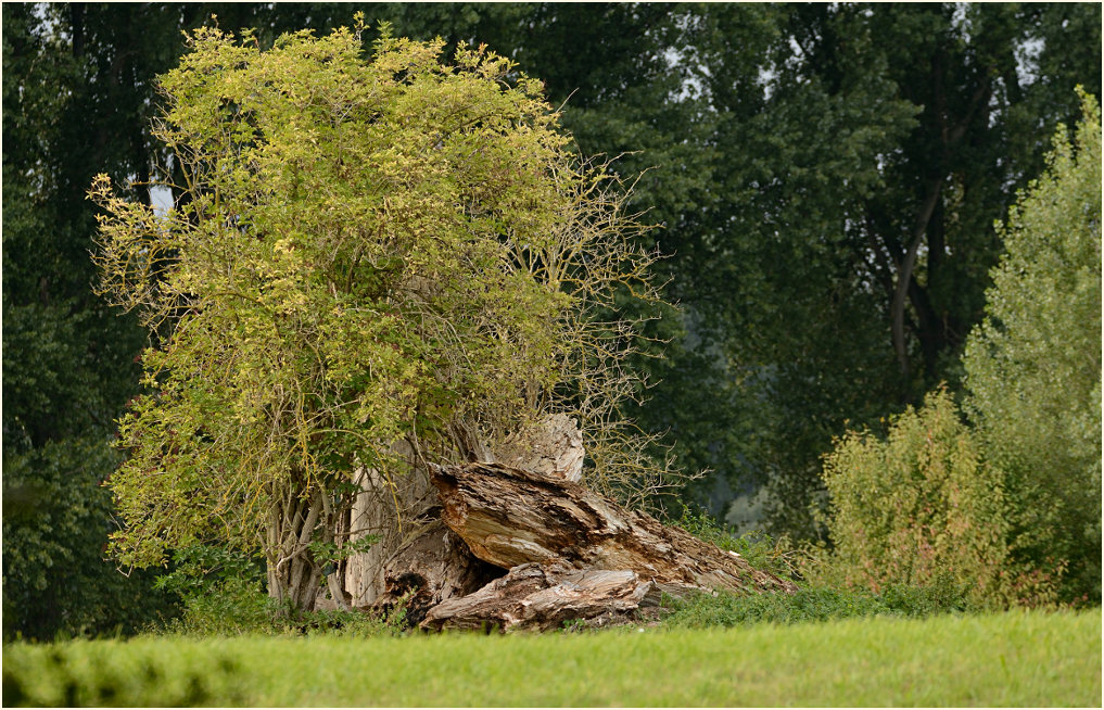 Urdenbacher Kämpe Düsseldorf