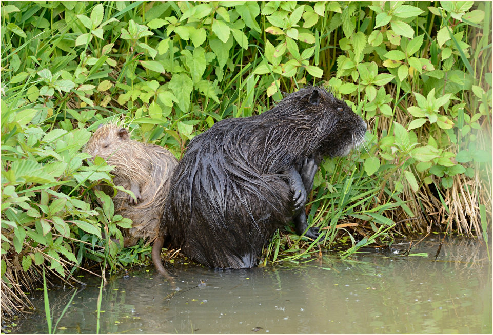 Nutria, Urdenbacher Kämpe Düsseldorf