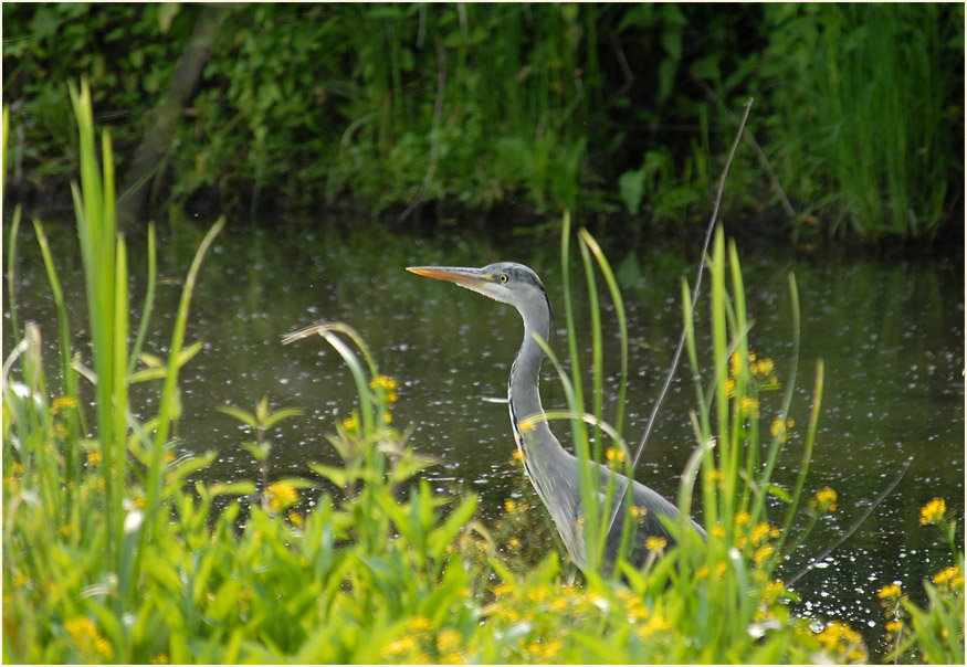 Graureiher, Urdenbacher Kämpe Düsseldorf