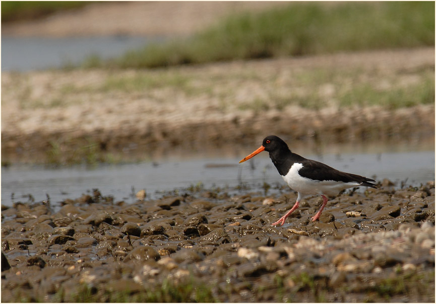 Austernfischer, Urdenbacher Kämpe Düsseldorf