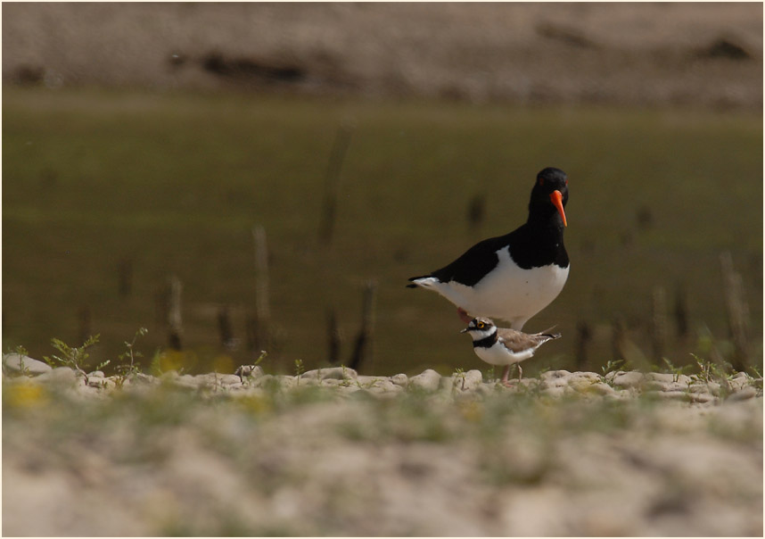 Austernfischer, Urdenbacher Kämpe Düsseldorf