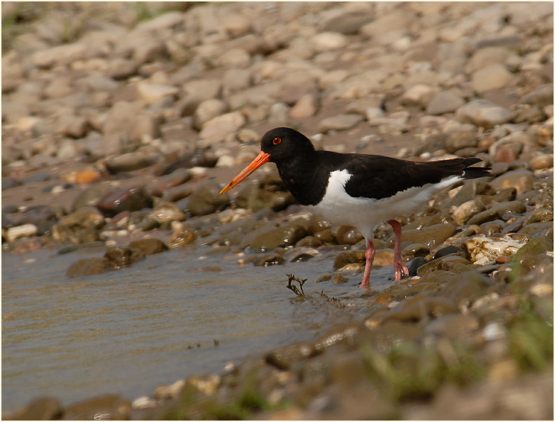 Austernfischer, Urdenbacher Kämpe Düsseldorf