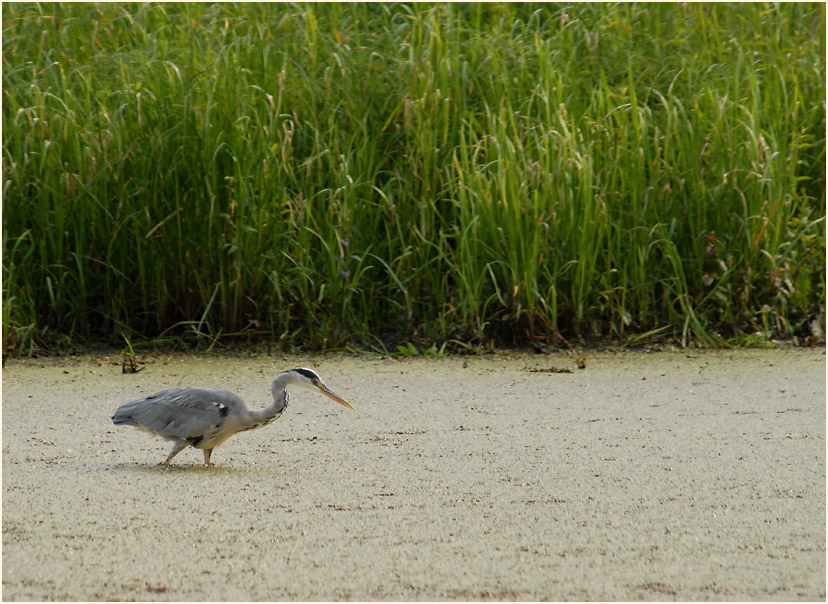 Graureiher, Urdenbacher Kämpe Düsseldorf