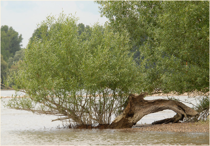 Urdenbacher Kämpe Düsseldorf