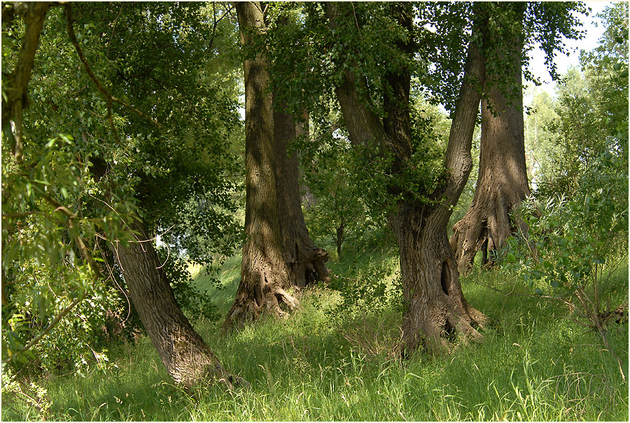 Urdenbacher Kämpe Düsseldorf