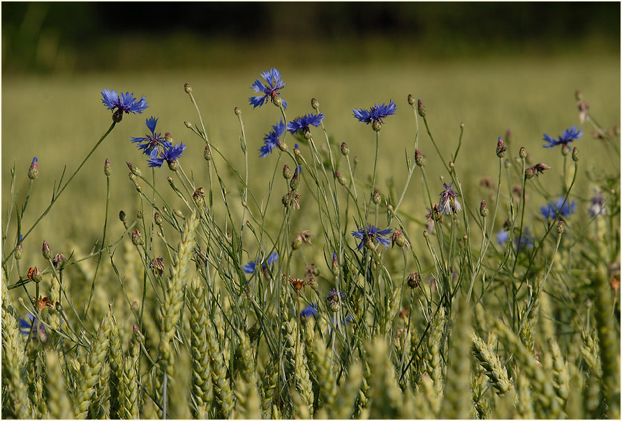 Urdenbacher Kämpe Düsseldorf