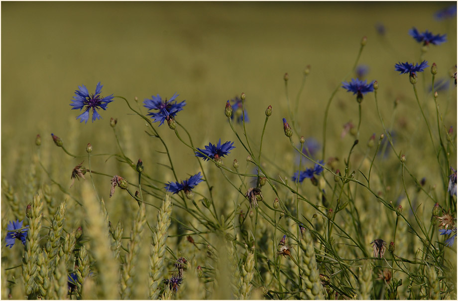 Urdenbacher Kämpe Düsseldorf