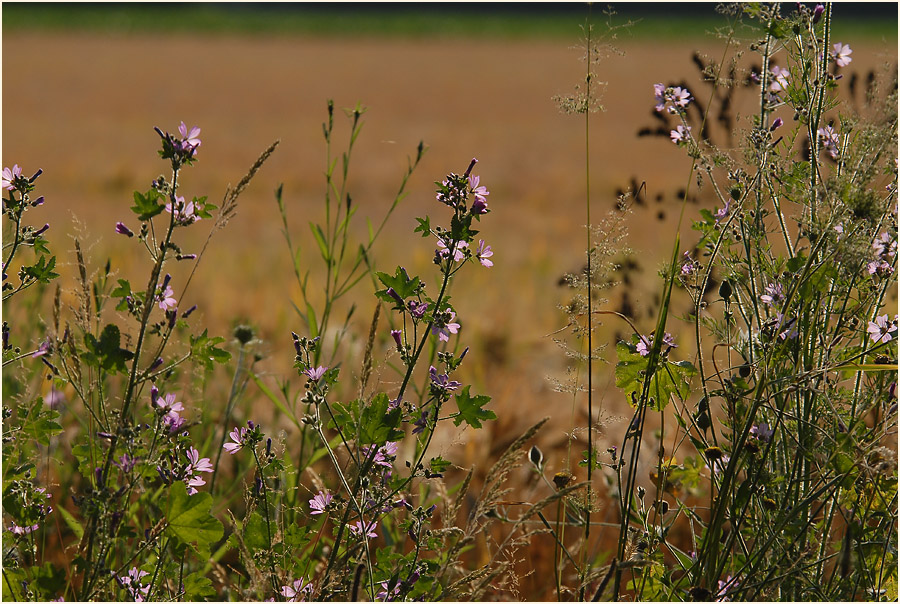 Urdenbacher Kämpe Düsseldorf