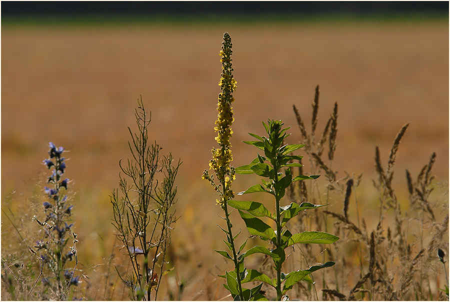 Urdenbacher Kämpe Düsseldorf