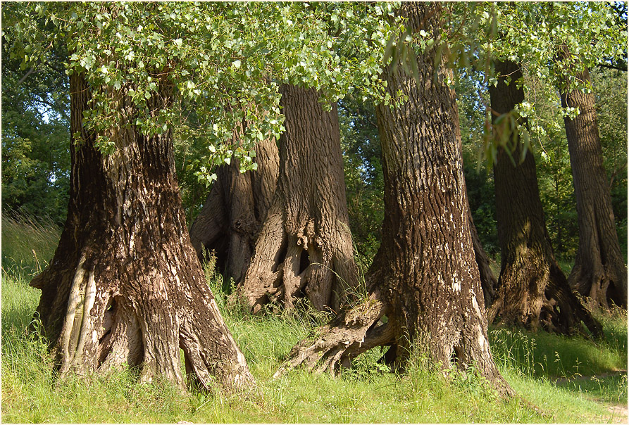 Urdenbacher Kämpe Düsseldorf