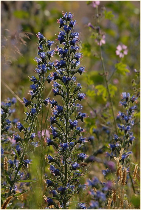 Urdenbacher Kämpe Düsseldorf