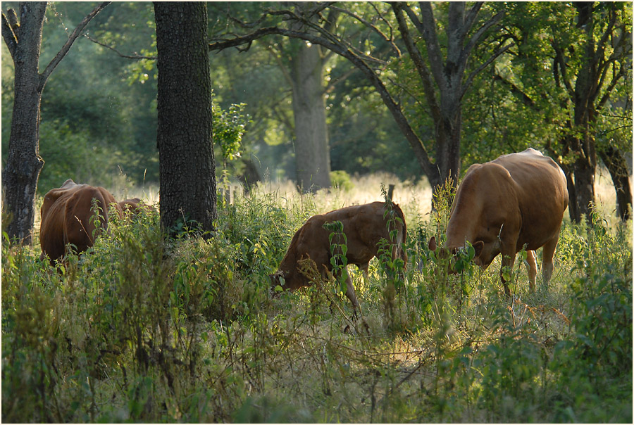Urdenbacher Kämpe Düsseldorf