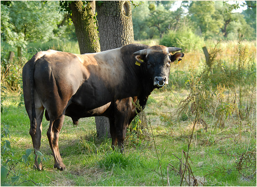 Urdenbacher Kämpe Düsseldorf