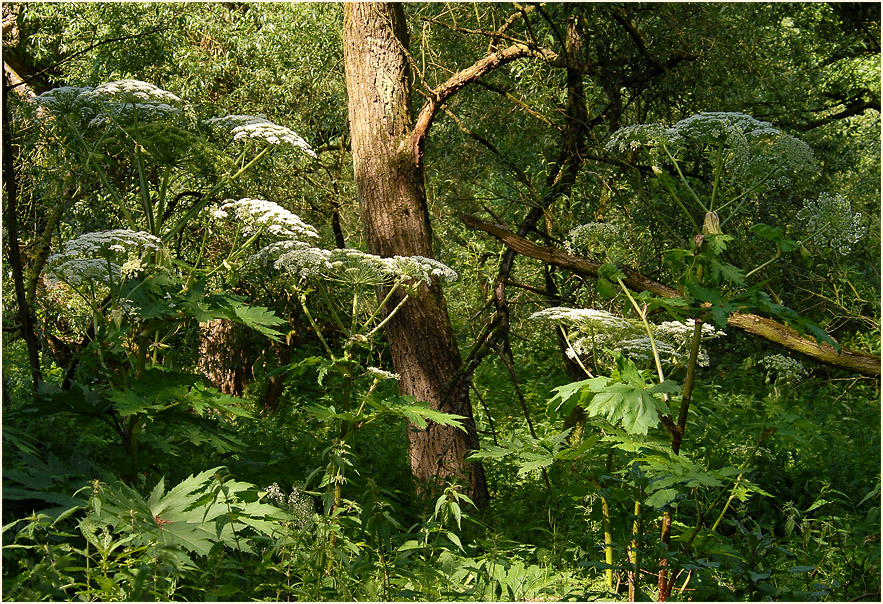 Urdenbacher Kämpe Düsseldorf