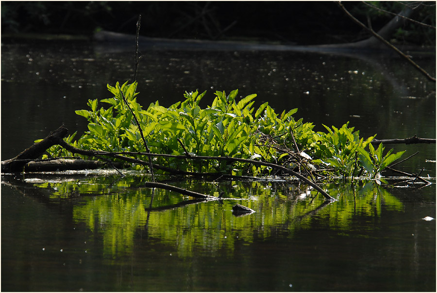 Urdenbacher Kämpe Düsseldorf
