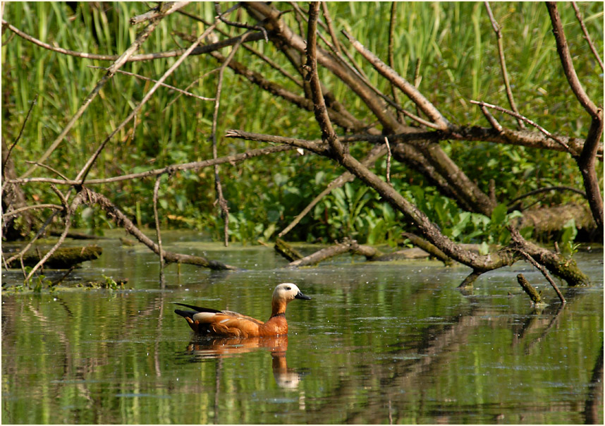 Urdenbacher Kämpe Düsseldorf