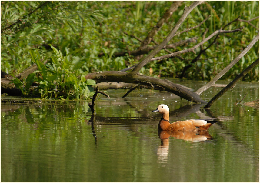 Urdenbacher Kämpe Düsseldorf