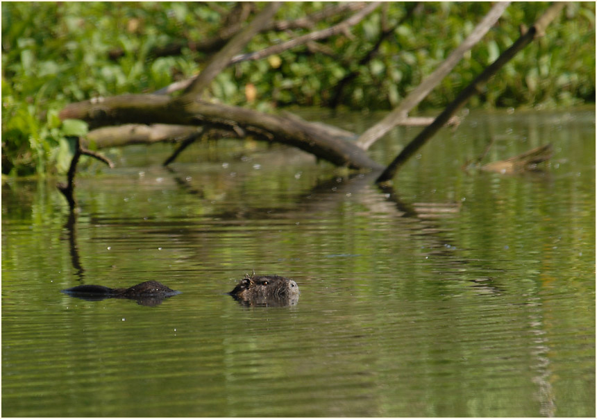 Urdenbacher Kämpe Düsseldorf