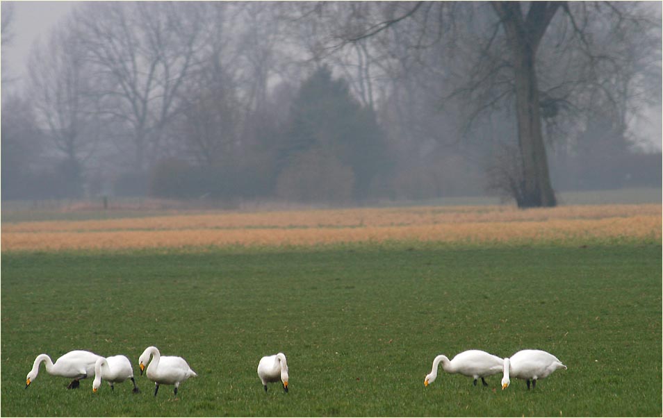 Urdenbacher Kämpe Düsseldorf
