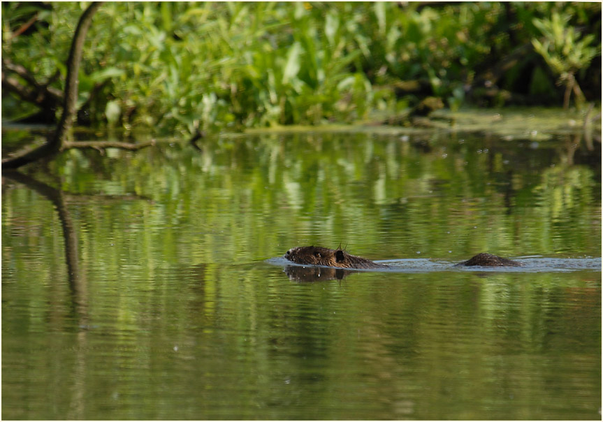 Urdenbacher Kämpe Düsseldorf