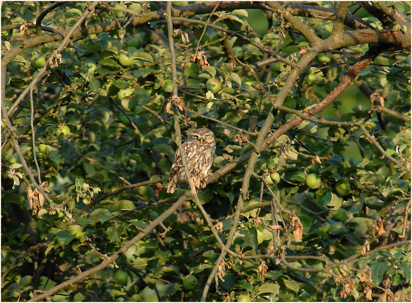 Urdenbacher Kämpe Düsseldorf