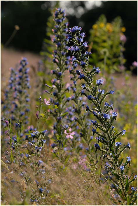 Urdenbacher Kämpe Düsseldorf