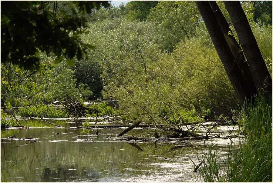 Urdenbacher Kämpe Düsseldorf