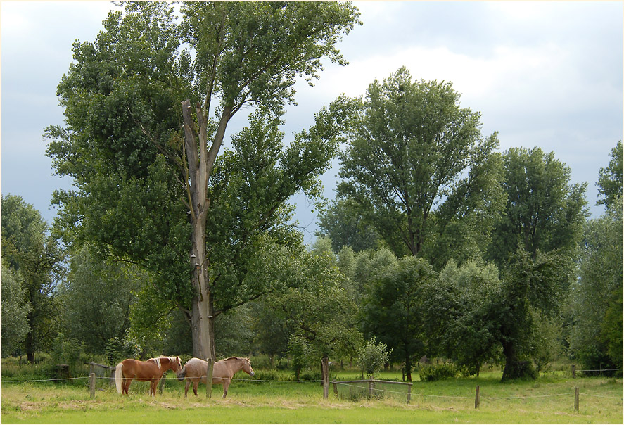 Urdenbacher Kämpe Düsseldorf