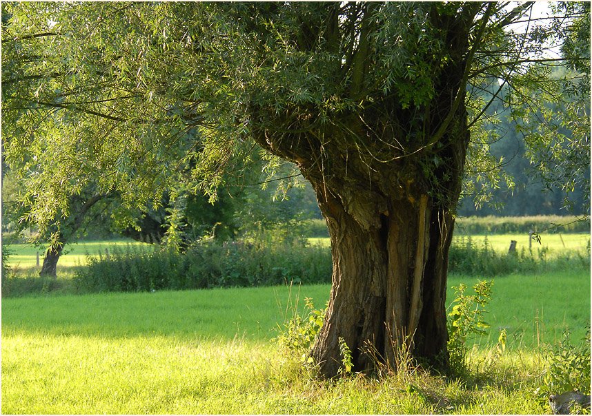 Urdenbacher Kämpe Düsseldorf