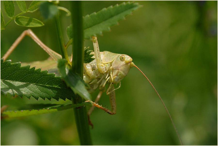 Grünes Heupferd, Urdenbacher Kämpe Düsseldorf