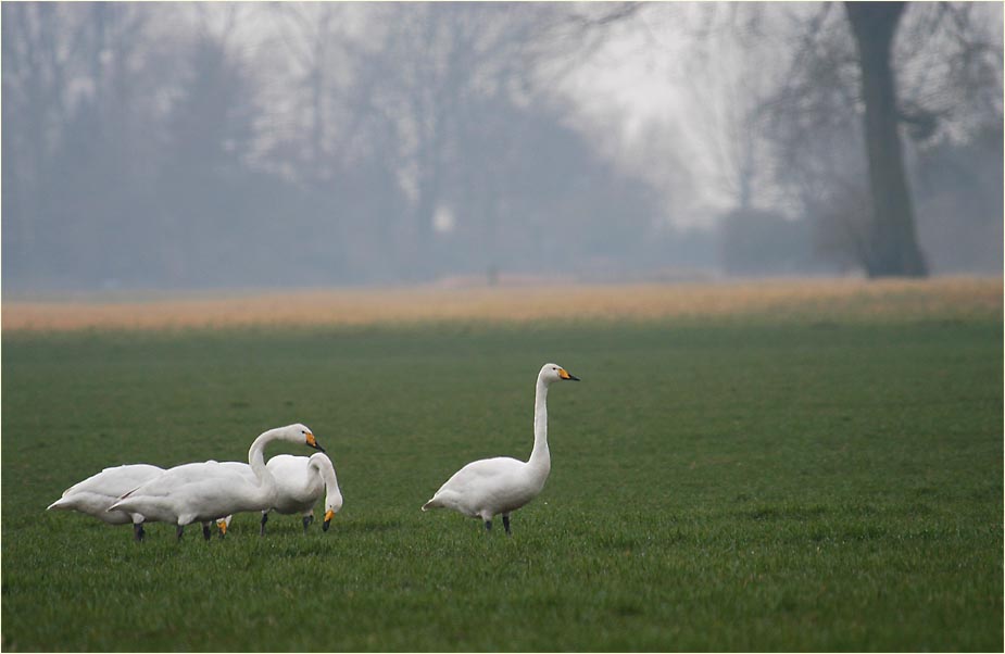 Urdenbacher Kämpe Düsseldorf