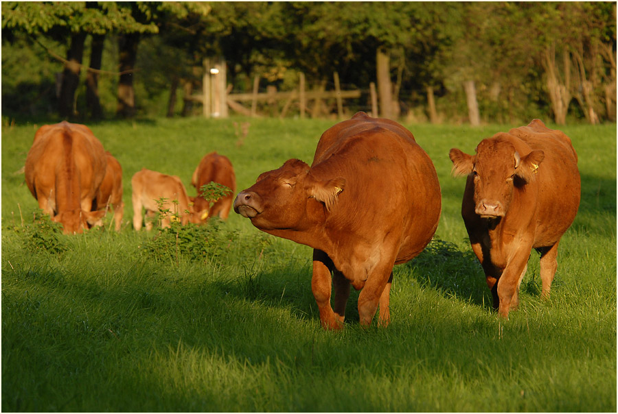 Rinder, Urdenbacher Kämpe Düsseldorf
