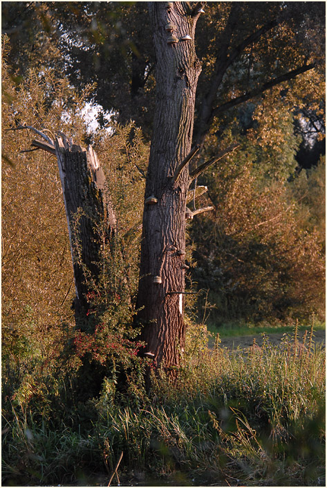Urdenbacher Kämpe Düsseldorf