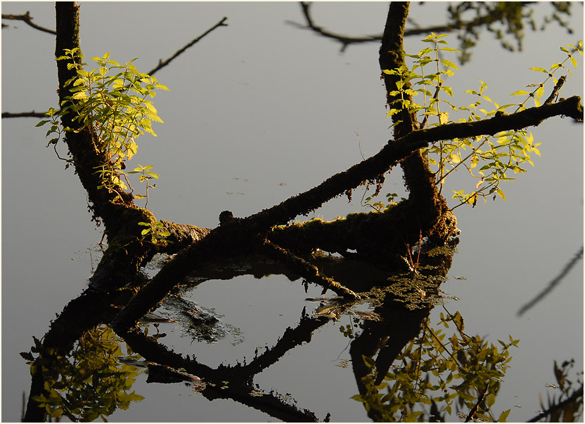 Urdenbacher Kämpe Düsseldorf