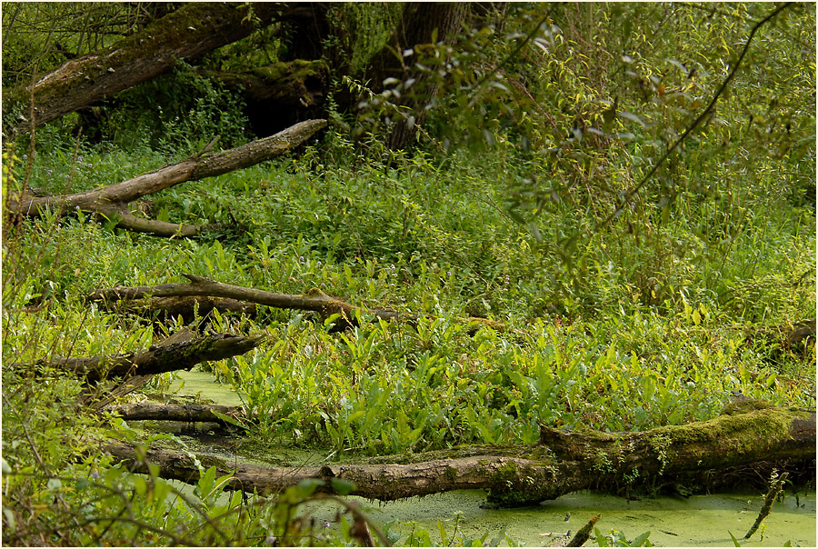 Urdenbacher Kämpe Düsseldorf