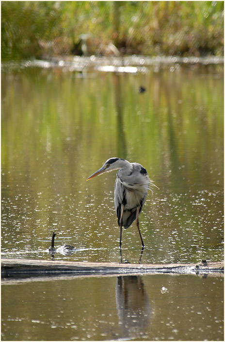 Graureiher, Urdenbacher Kämpe Düsseldorf