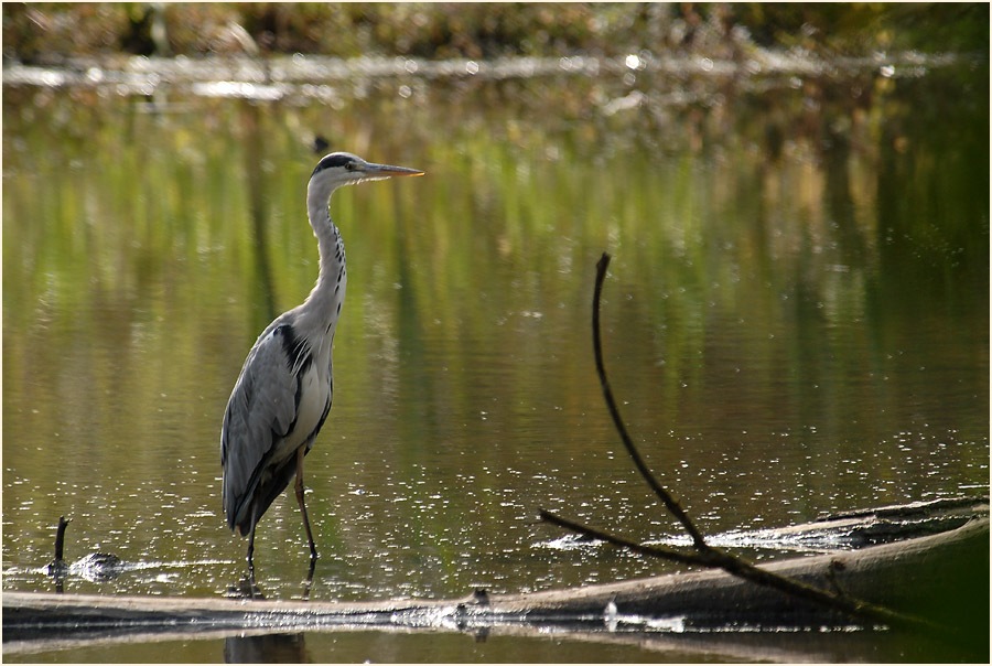 Graureiher, Urdenbacher Kämpe Düsseldorf